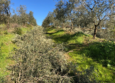 Restos de poda en el olivar