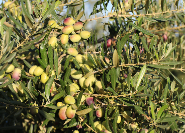 Variedad Lecciana