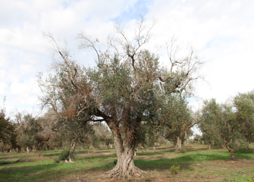 Árbol afectado por la bacteria Xylella fastidiosa. Foto: IAS-CSIC