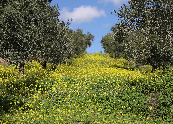 Olivar agricultura regenerativa Cortijo de Guadiana