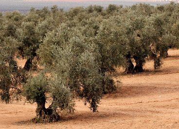 Olivar de Jaén