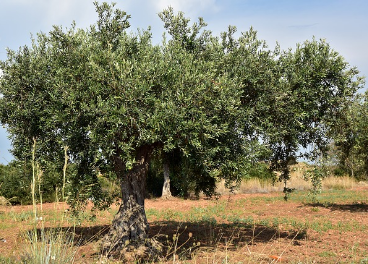 Andalucía ocupa la primera posición nacional en consumo de biomasa.