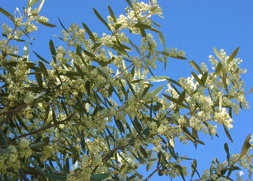 Olivo en floración
