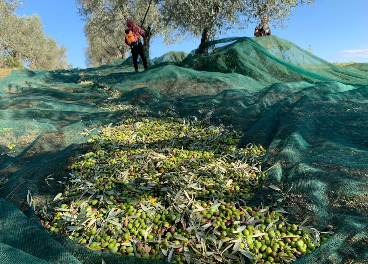 Olivar tradicional en octubre