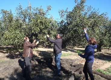 Recogida de aceituna en la DOP Siurana