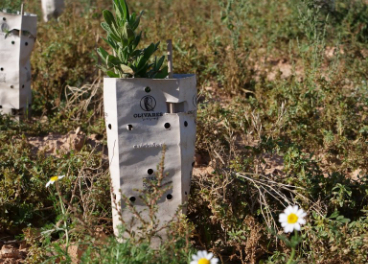 Jara blanca usada en la restauración de un olivar. Olivares Vivos.