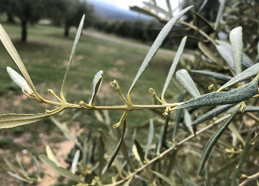 Floración olivo