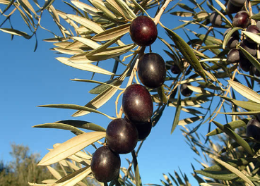 Aceituna en el árbol