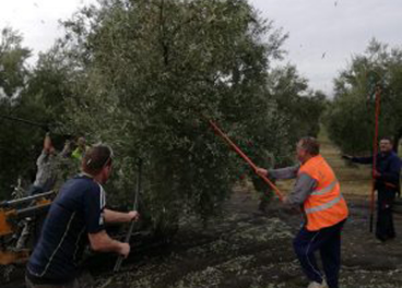 La recogida de la cosecha de aceituna de este año ronda actualmente más del 60%.