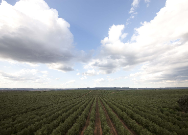 Imagen de un olivar superintensivo