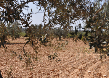 Olivar en Marruecos