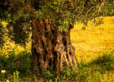 Argelia posee un número incalculable de olivos milenarios