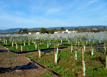 Ensayos de verticilosis del Ifapa.