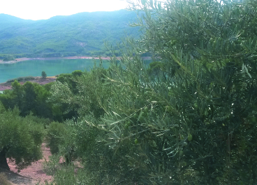 Olivar en Sierra de Segura