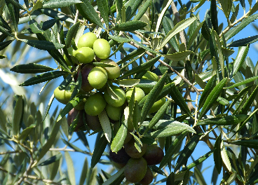 Aceitunas verdes en árbol