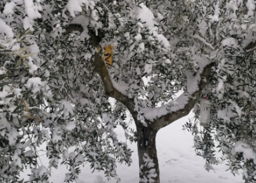 Olivos en Cataluña.