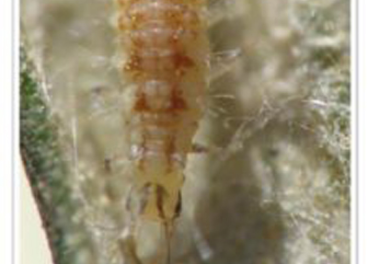 La larva de la crisopa es la responsable de la depredación de huevos de prais.