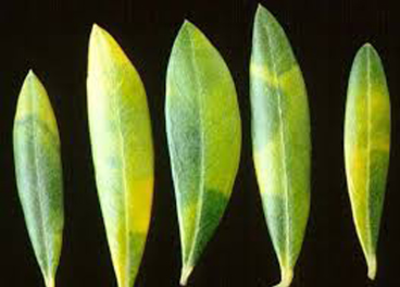 Síntomas de enfermedad en las hojas del olivo.