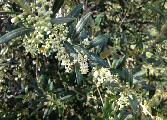 Olivo en flor