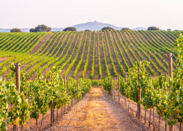 Plantación en El Alentejo (Portugal)