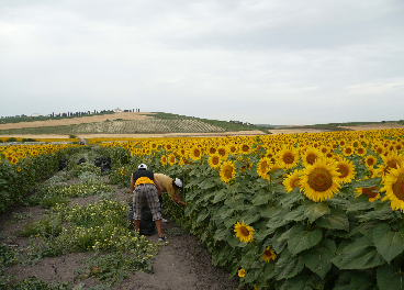 campo de girasoles