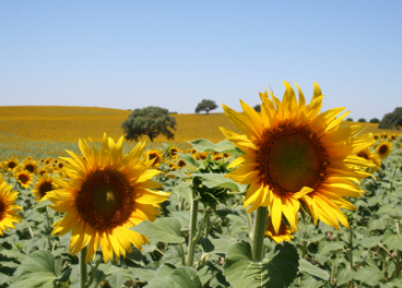 En estos últimos cinco años España ha reducido su superficie de girasol en un 14%.