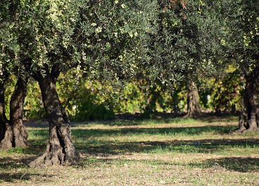 En el vídeo se enseña, de manera práctica, cómo se planta correctamente un olivo.