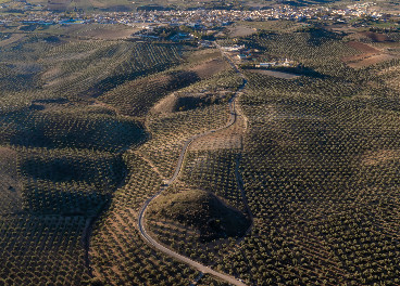 Mar de olivos en Jaén