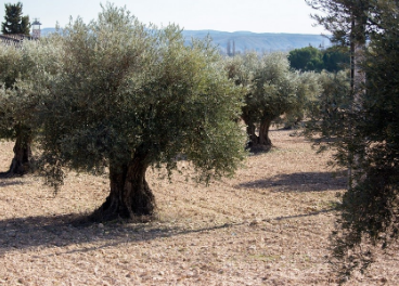 Olivos en Morata de Tajuña