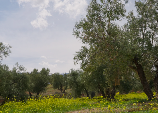 Olivos de Bedmar Jaén