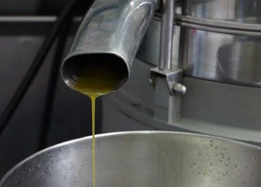 La producción de aceite de oliva podría colapsarse