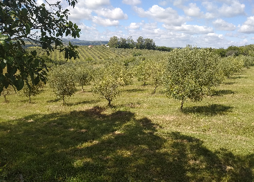 Nuevos olivos en Brasil