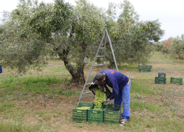 Olivar griego