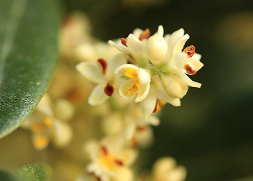 flor del olivo