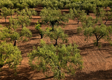 En Francia un 25% de las emisiones de amoniaco proceden de la aplicación de fertilizantes minerales.