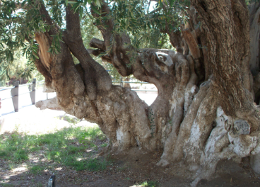 Prix ​​de l'olive patrimoniale d'Amérique 2020.