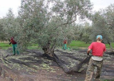 Sin sorpresas en la producción de aceite de oliva.