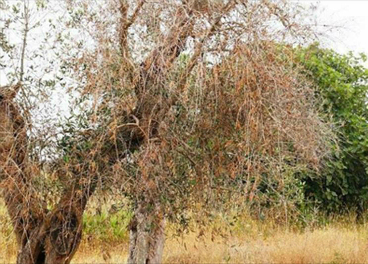 El olivo afectado se encontraba en el municipio de Villarejo de Salvanés