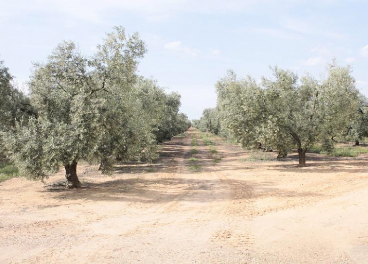 Los países mediterráneos también se ven afectados por este abandono del olivar.