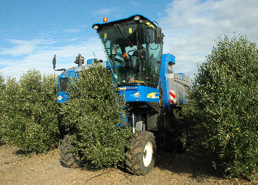 Máquina cabalgadora en olivar