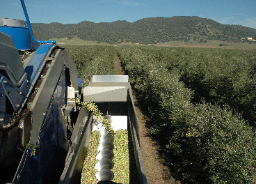 Recogida de aceituna olivar superintensivo