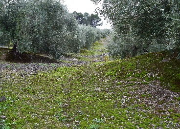 Olivar ecológico en Jaén