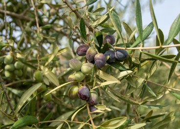 Aceituna sultana