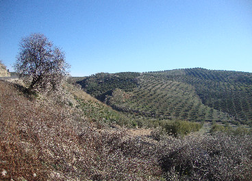 Olivar y sequía