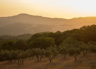 Olivar en la Toscana. 