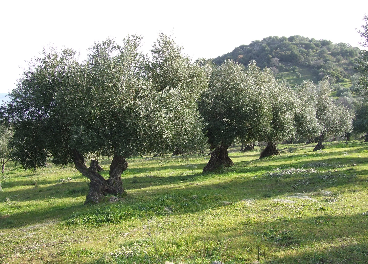 olivar sostenible