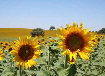 Cultivo de girasol