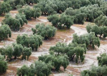 Las comarcas olivareras de producción de aceite de oliva de Córdoba y Jaén tienen enormes similitudes.
