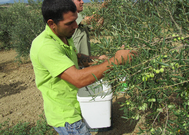 Trabajadores recolectando aceituna