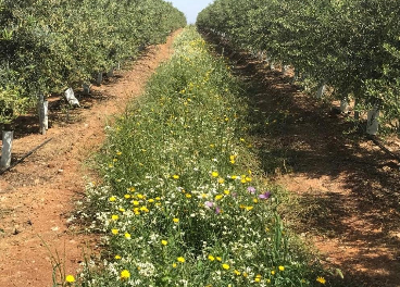 Olivar portugues sostenible